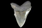 Partial Fossil Megalodon Tooth - Serrated Blade #130013-1